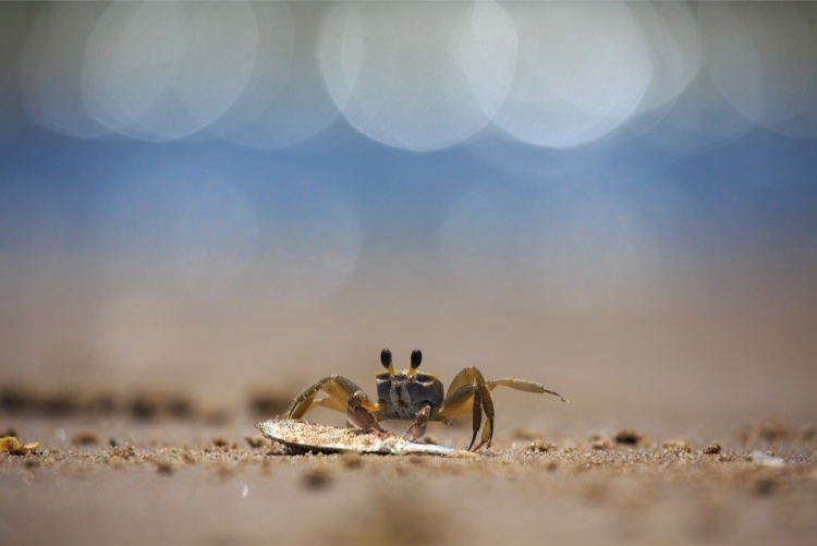A crab guards its meal — a small fish.