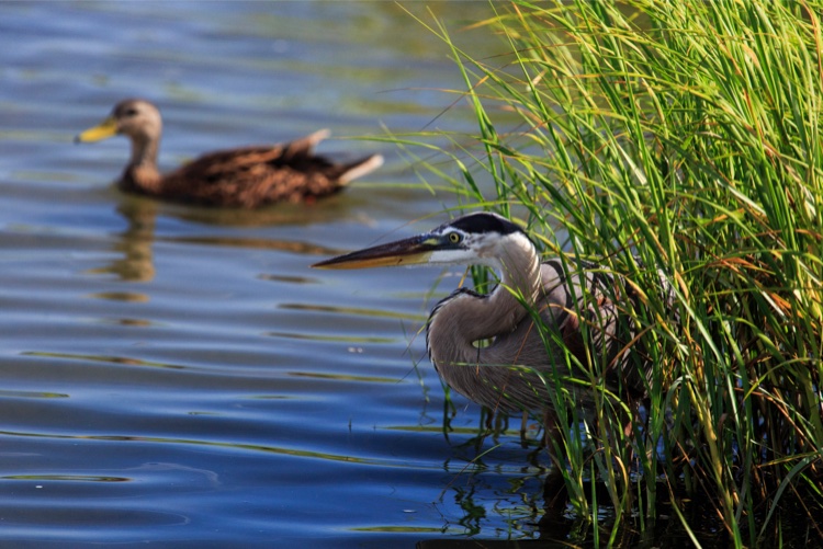 A great blue heron lurks in tall grass, waiting for fish, while a female common mallard passes in the background.
